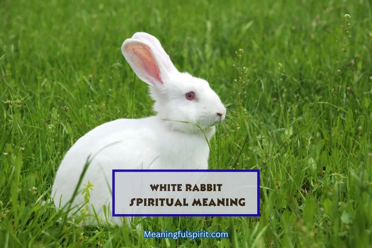 what-does-white-rabbit-symbolize-spiritually