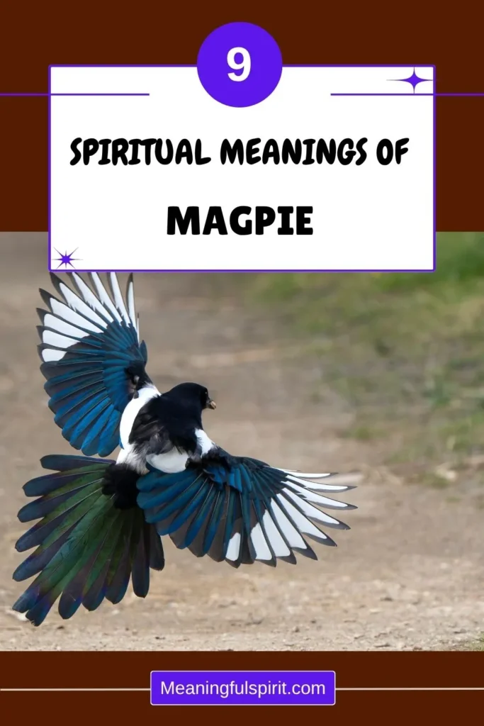 what-is-the-spiritual-meaning-of-magpie