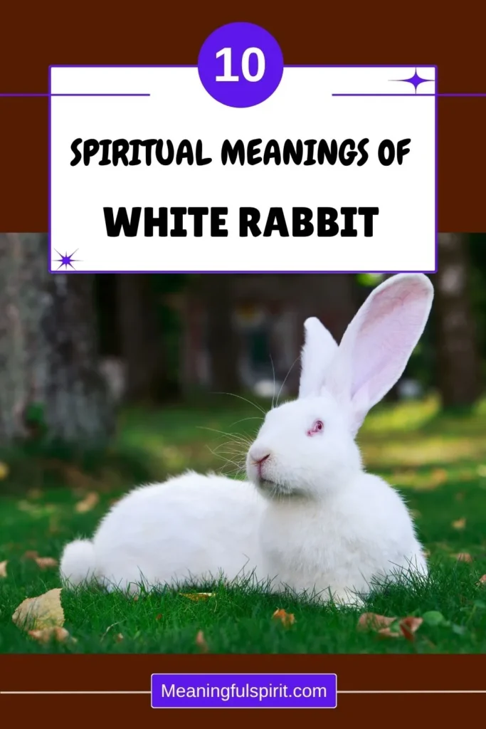 white-rabbit-spiritual-meaning