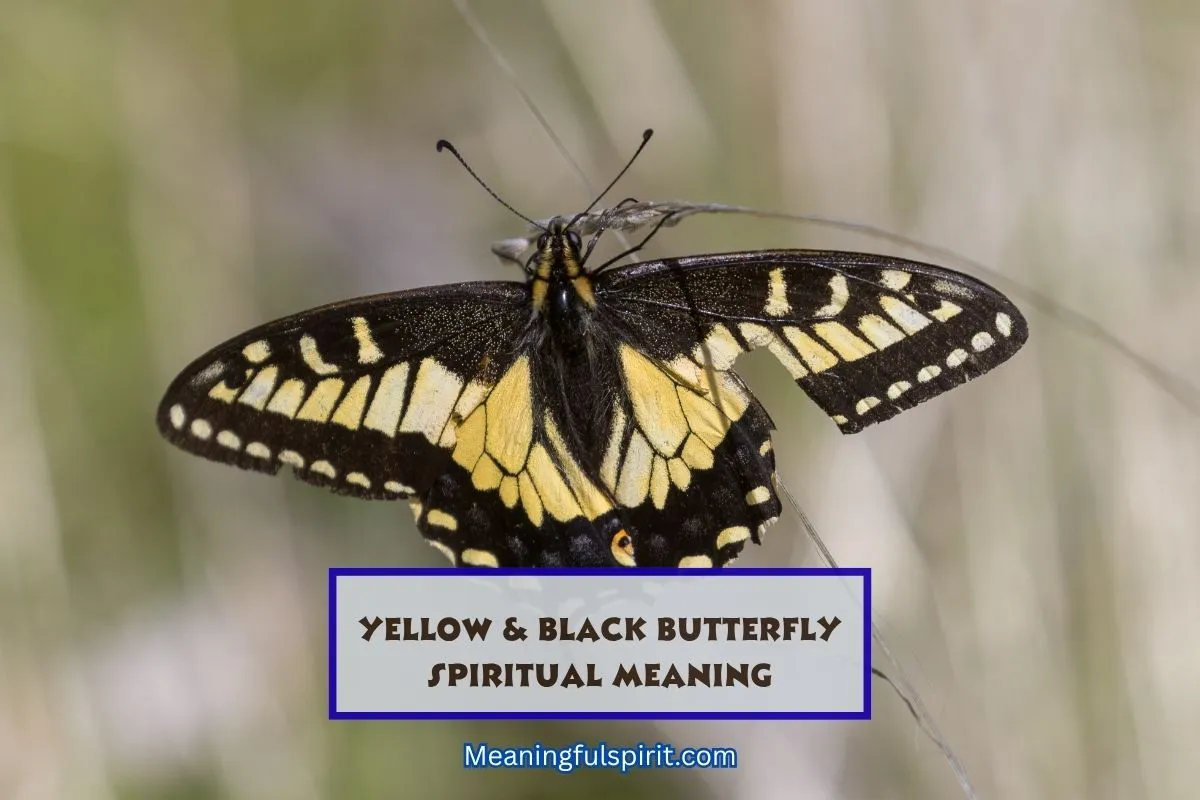 yellow-and-black-butterfly-meaning-spiritual