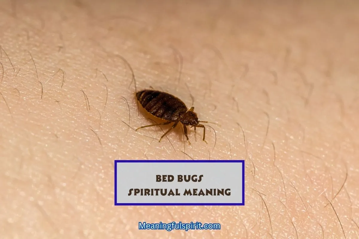 spiritual-meaning-of-bed-bugs