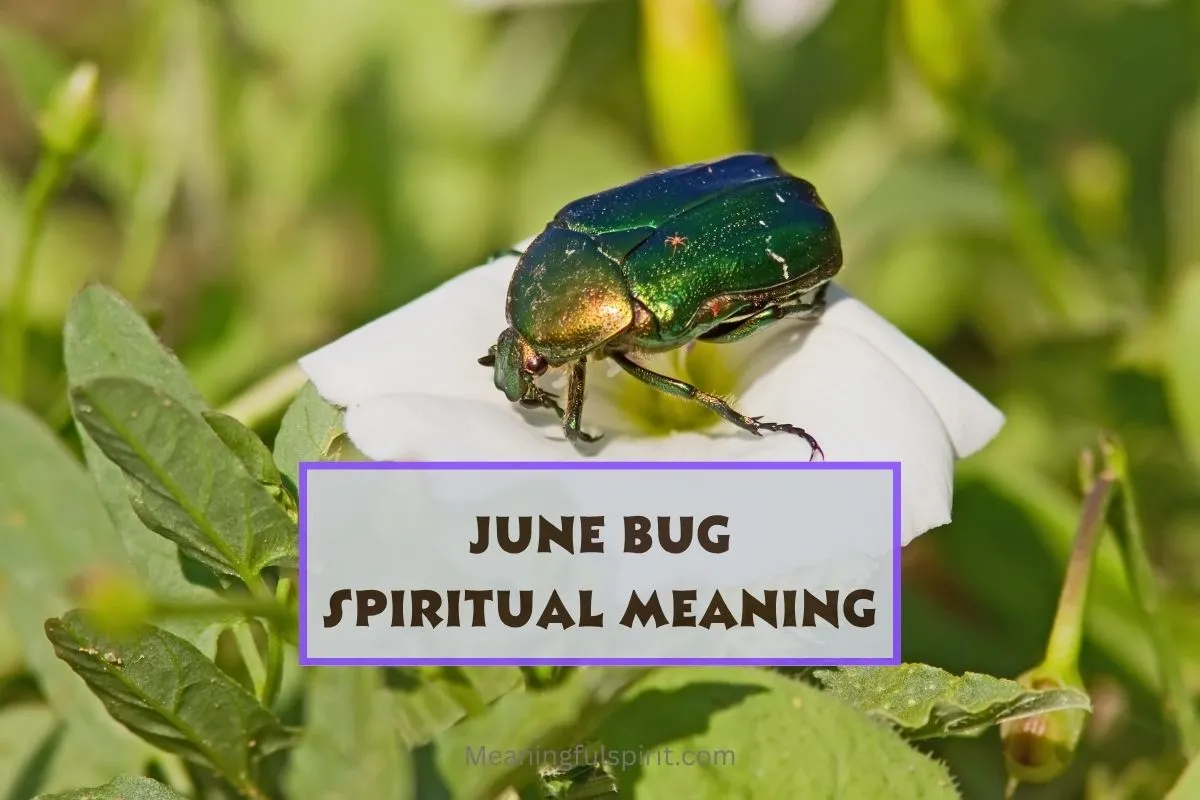 spiritual-meaning-of-june-bug-and-its-symbolism