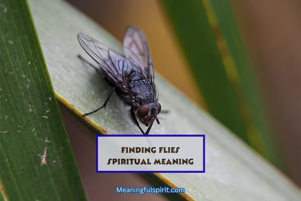 what-do-flies-at-home-symbolize-spiritually